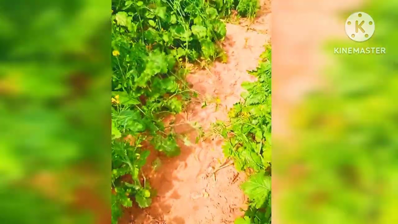 John Deere tractor supply video !! 5050 Tractor video 