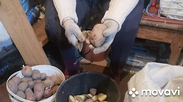 Нарезаю картофель и кормовую свёклу коровам. Рассказываю как удобряем землю под посадку картофеля.