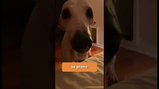 TOP 5 Skinwalkeru zachycených na kameru #shorts #zajimavosti