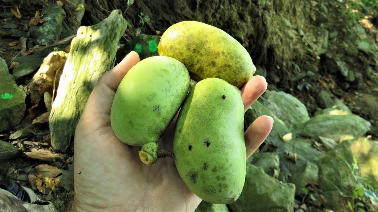 Harvesting and Eating Pawpaws YouTube