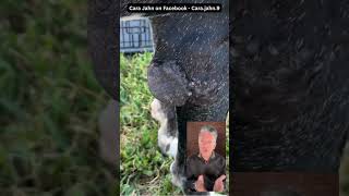 Urgent - Senior Great Dane Needs Reputable Rescue - College Station, Texas