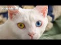 All Cat Breeds Slideshow