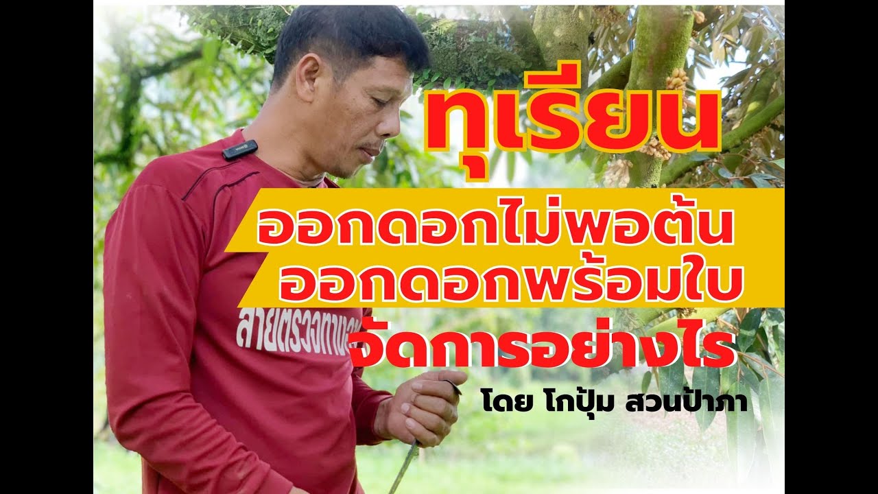 ทุเรียนออกดอกไม่พอ แตกใบอ่อนพร้อมดอก ปัญหาปวดหัวชาวสวนเรียน วันนี้โกปุ้มมาเฉลยพร้อมกัน
