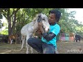 Rescue of a donkey in agony from wounded ear.