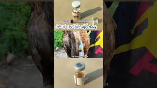 Genta-Combisone injection for Chickens, Poultry Birds, Small and Large Animals | Dr. ARSHAD