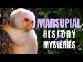 Marsupial History & Mysteries ~ with ARIEL MARCY