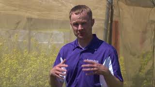 Play video: AGetc - Improving Canola Breeding With Bees June 28, 2018