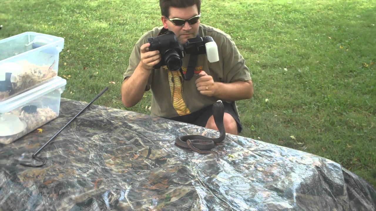video phone beyonce mp3 Egyptian Cobra Photo Shoot