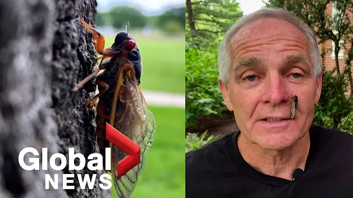 Brood X: Billions of cicadas begin emerging above ground in the US after 17 years - DayDayNews