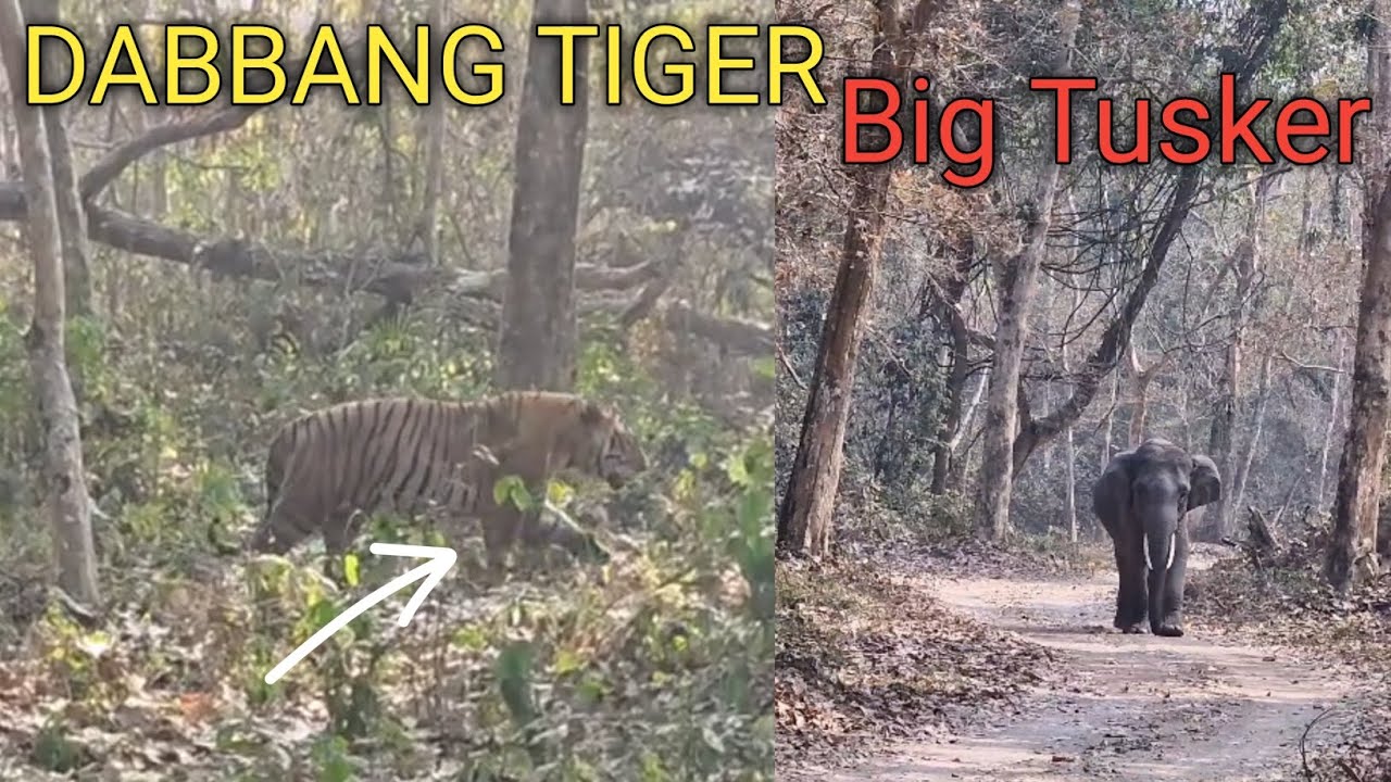 কাজিৰঙাৰ সবাতোকৈ শক্তিশালী বাঘ DABBANG | Big Tusker মোৰ JEEP ৰ আগত | kaziranga national park 
