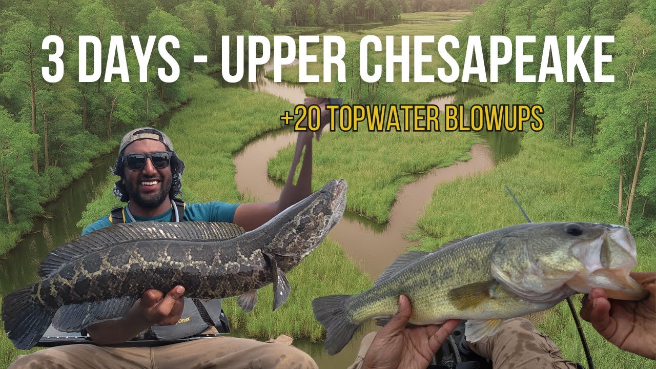 3 days frog fishing for Big BASS and SNAKEHEAD - Upper Chesapeake Bay