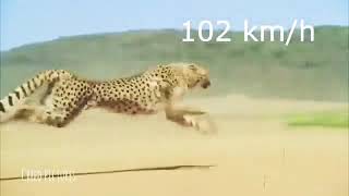 Cheetah running reference