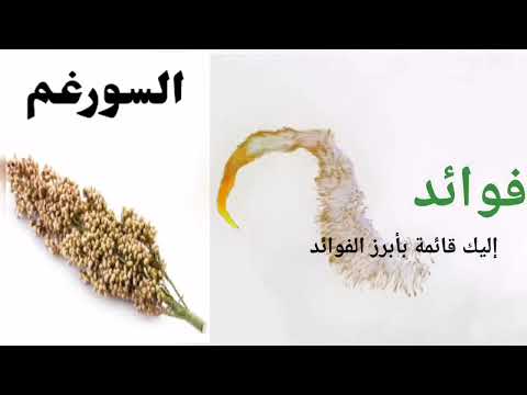 ذرة عويجة الذرة البيضاء ذرة السورغم وفوائدها الصحية العجيبة لجسم الإنسان