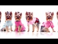 Одежда для собак! Схема одежды для собак! Одежда для собак своими руками выкройки!