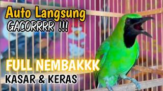 Cucak ijo gacor panjang Cuit Cuit EMOSI, Pancingan cucak ijo Belajar Bunyi, terapi AMPUH
