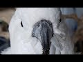 Victoria Cockatoo&#39;s Pancake Party!