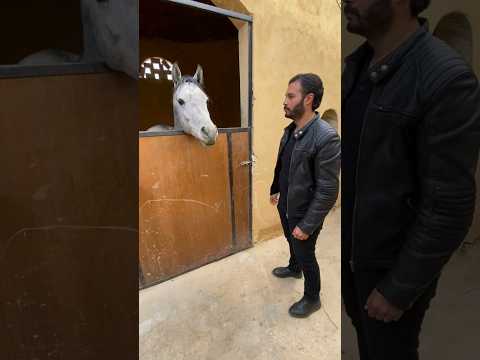 ازاى تعرف الحصان بيدلع ولا بينتقم وأسلوب الترويض المناسب ٦٠شو مع الدكتور حاتم ستين