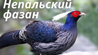 Непальский Фазан (полная информация о птице)