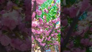 ЦВЕТУЩАЯ САКУРА 🌸🌿🌸#природа#цветы#сакура#весна