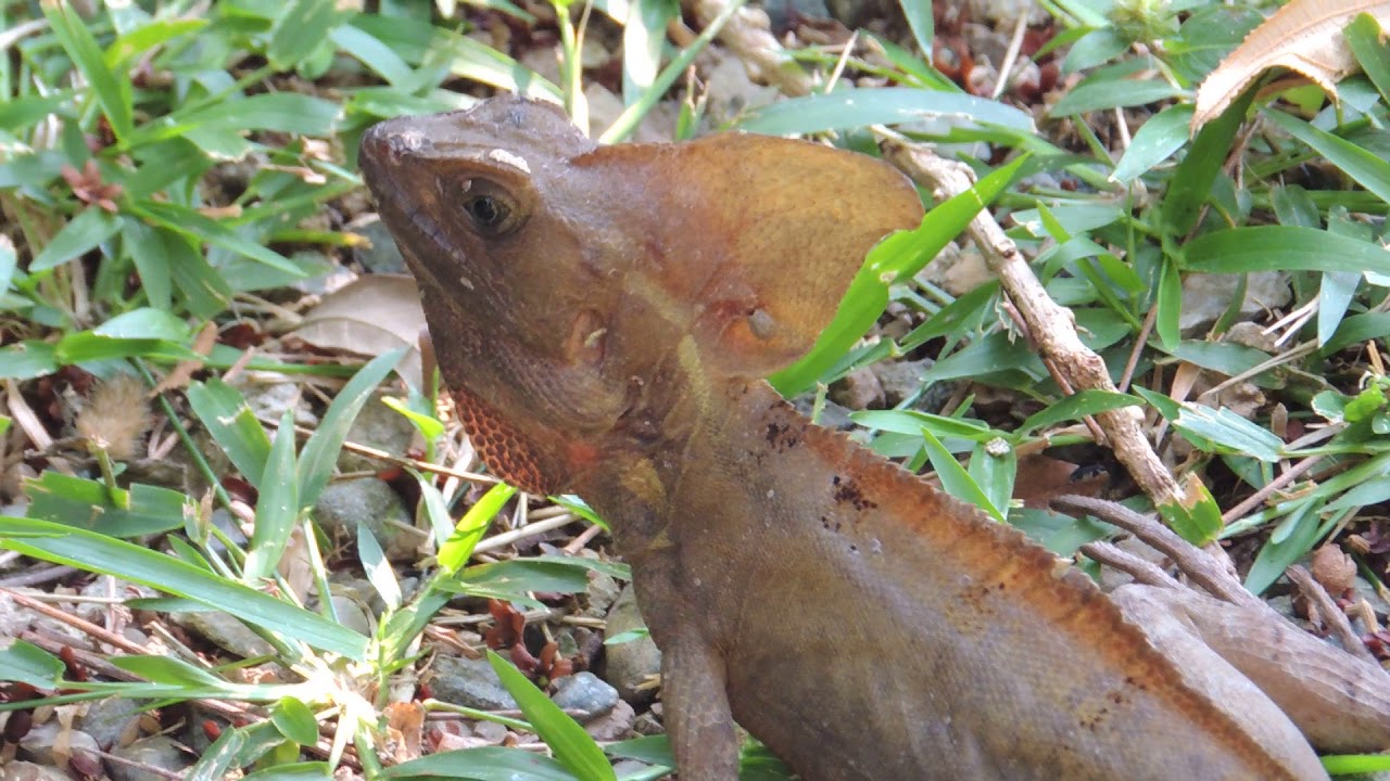  Brown Basilisk head bob display