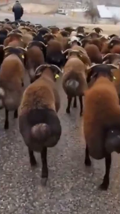 goyang domba - domba joget - pargoy domba