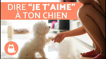 Comment faire comprendre à mon chien que je l'aime