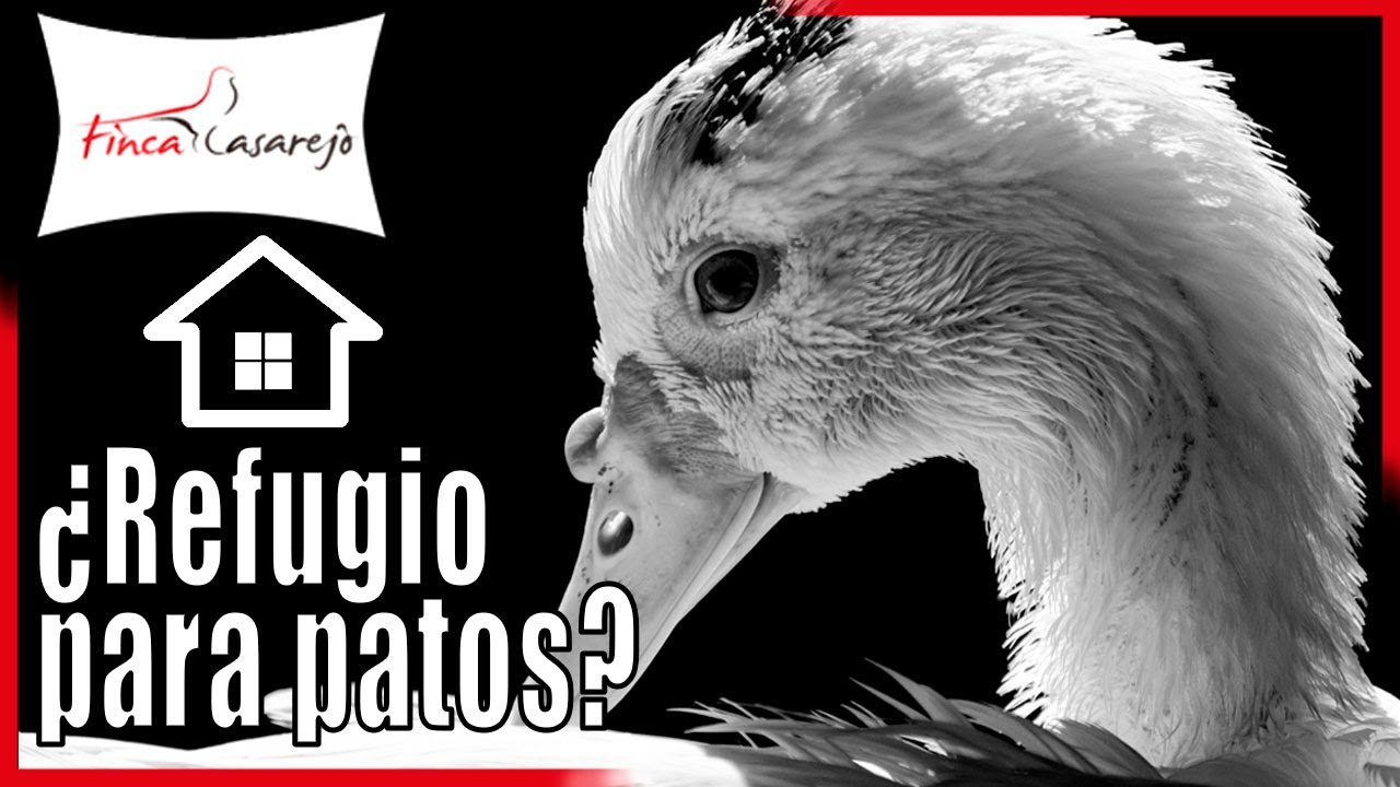 🦆 ¿𝗡𝗲𝗰𝗲𝘀𝗶𝘁𝗮𝗻 𝗹𝗼𝘀 𝗣𝗮𝘁𝗼𝘀 𝘂𝗻 𝗥𝗲𝗳𝘂𝗴𝗶𝗼 𝗽𝗮𝗿𝗮 𝗗𝗼𝗿𝗺𝗶𝗿?