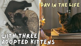 Our Life With THREE ADOPTED KITTENS (Day in the life)