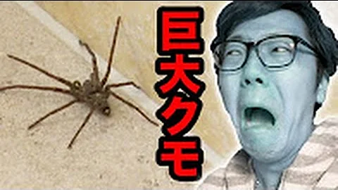 閲覧注意 部屋に巨大クモが出現し大パニック
