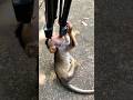 #babyanimal #animals #animallife #babymonkey #cute