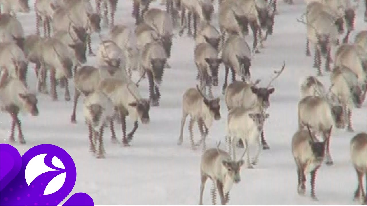 Зараженные олени. Олени Тазовского района. Песец Ямал. Бешенство северных оленей. Падеж оленей на Ямале 2016.