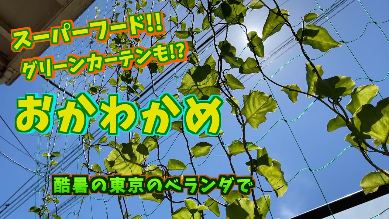 プランター菜園】おかわかめ (苗〜収穫) - YouTube