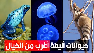 حيوانات أليفة أغرب من الخيال
