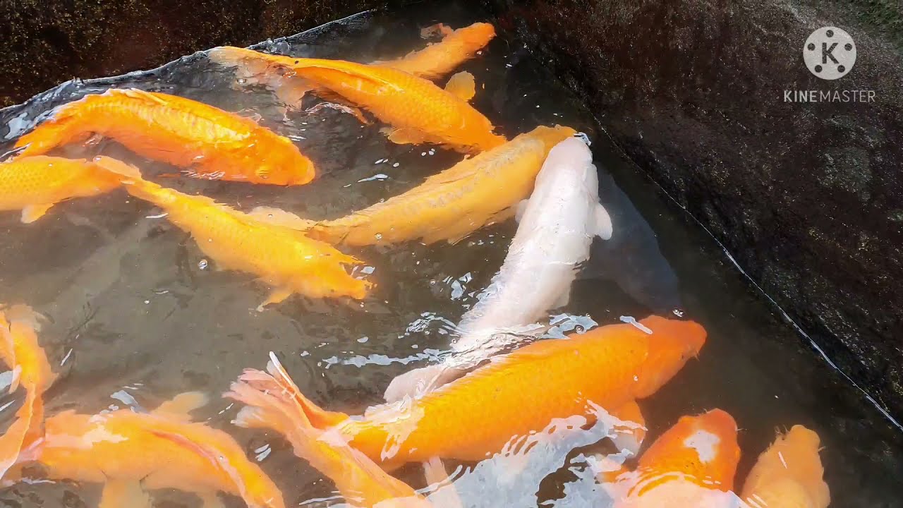 KOLEKSI INDUKAN IKAN MAS LOKAL WANGANAJI FARM 