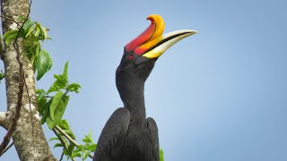 Borneo - July 2025 - Part 1 (Brunei and Malaysia (Sabah))