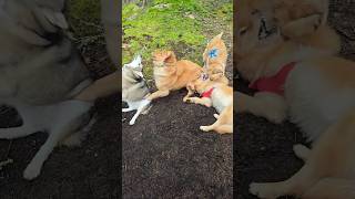 6 Puppers Mucking About