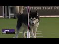 Dogs husky vs border collie agility