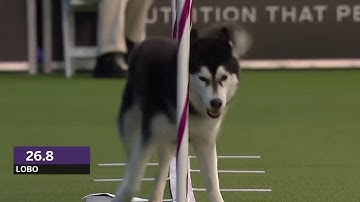 Dogs: husky vs border collie agility