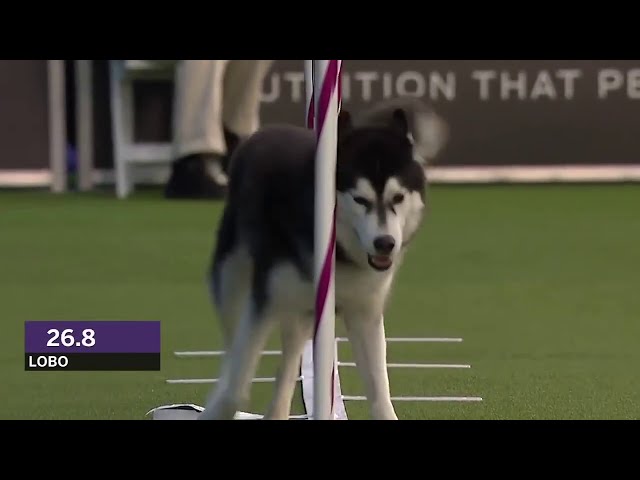 Dogs: husky vs border collie agility class=