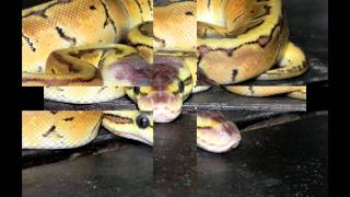 Lemonblast Ball Python Wealth