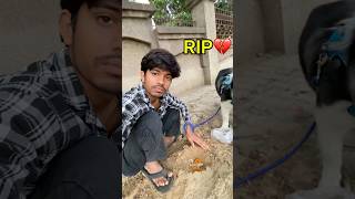 RIP 💔Peanut😥| #shorts #minivlog #vlog