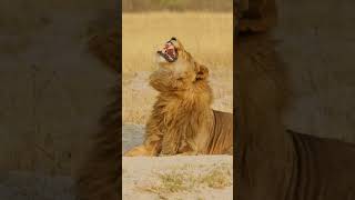 Male Flehmen Grimace