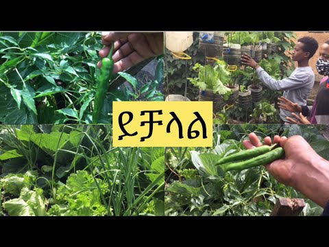 ቪዲዮ: የአትክልት ስራ በዲም - ርካሽ የአትክልት አቅርቦቶች እና ቆጣቢ የአትክልት ምክሮች