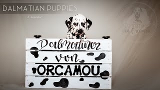 Dalmatian Puppies - 6 weeks [Von Orcamou - Dalmatian kennel] by SprotteLissy 381 views 1 year ago 1 minute, 6 seconds