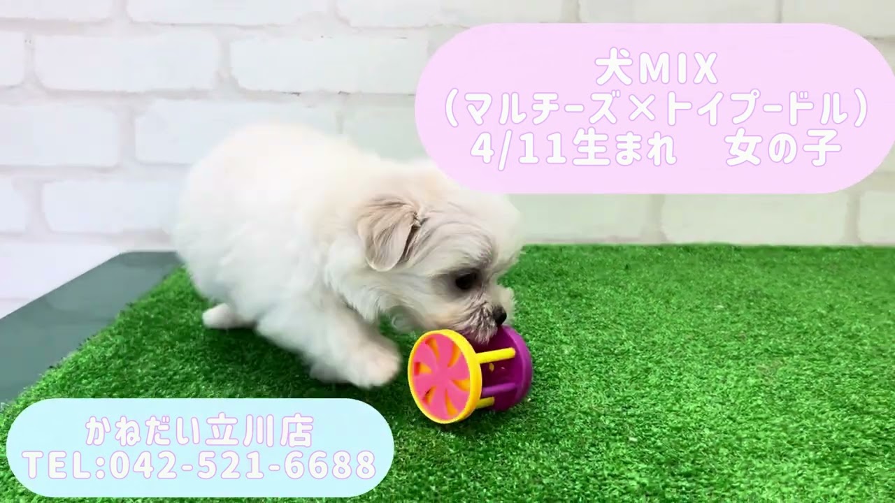 価格の安い【動画あり！】犬MIX（父：マルチーズ×母：トイプードル