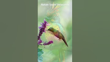 Nature Sound Relaxation-Soothing Forest Birds Singing-Relaxing Sleep-Bird Chirping Sound #shorts