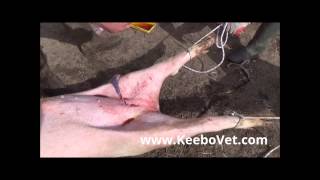Large Male Pig Castration Performed By Vet
