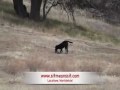 Dog Training-Young Labrador retrieving ducks
