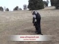 Dog Training-Young Labrador retrieving ducks Dog Training-Young Labrador retrieving ducks
