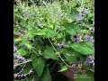 Thistle and Bee | A Moment of Zen | Nebraska Public Media